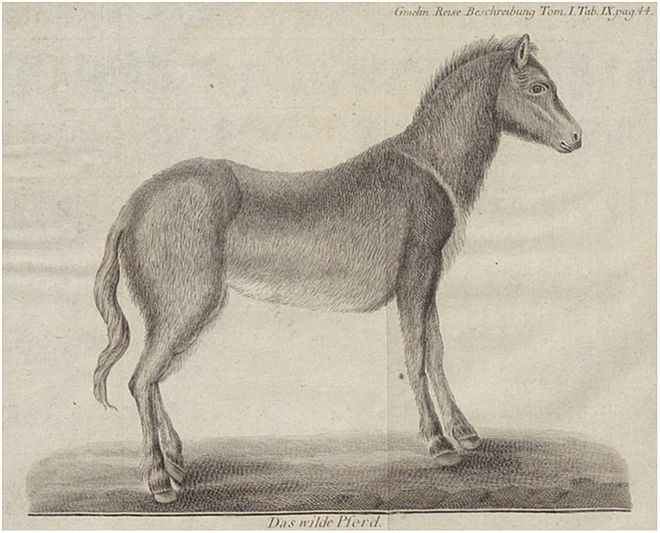Das_wilde_Pferd
