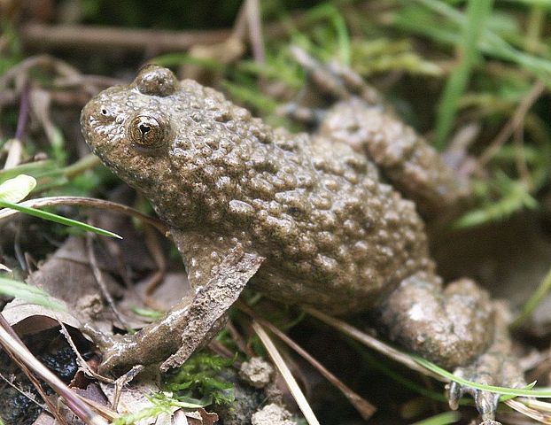 Yellow-bellied Toad