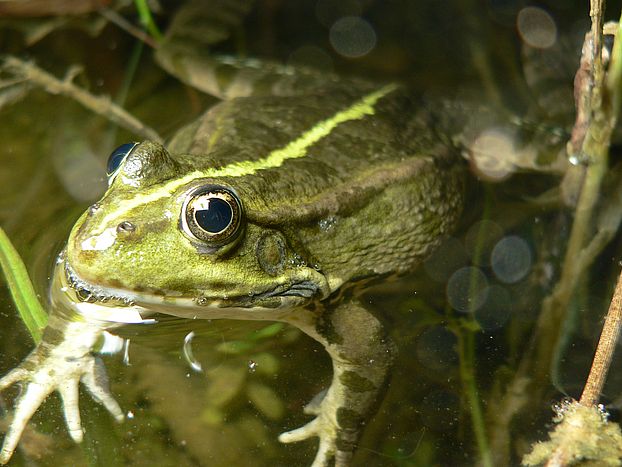 Eurasian Marsh Frog credit Christoph Bühler
