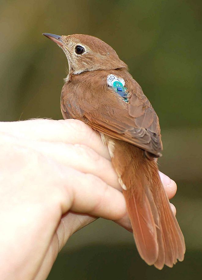 Nightingale with Geolocator (credit Philipp Sprau)