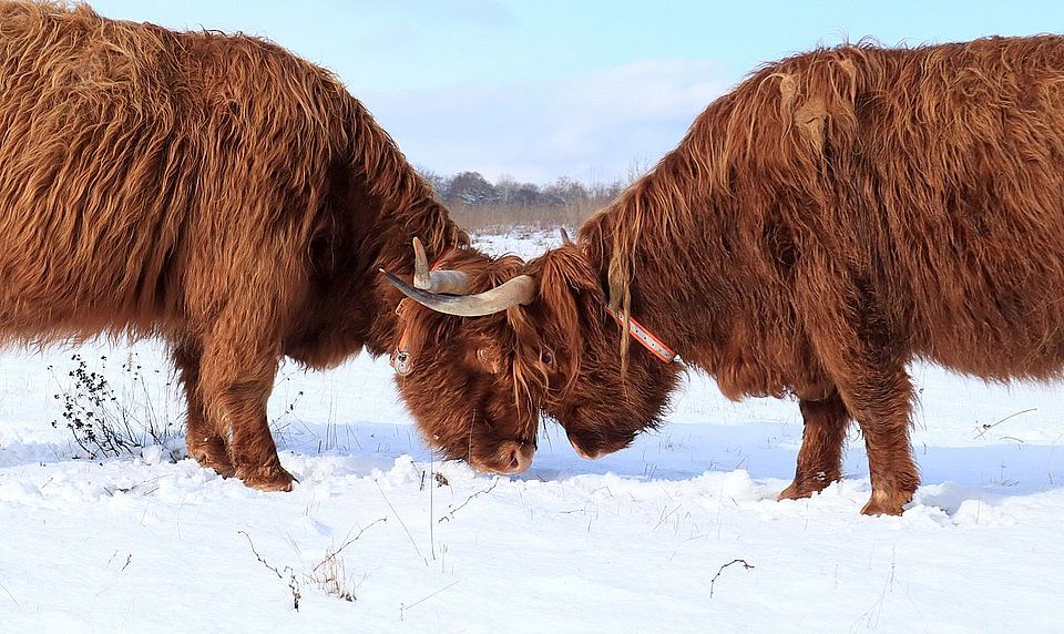 highland cattle_petite camargue alsacienne credit Lilla Lovász