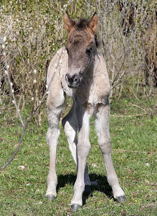 Konik foal in the Petite Camargue Alsacienne