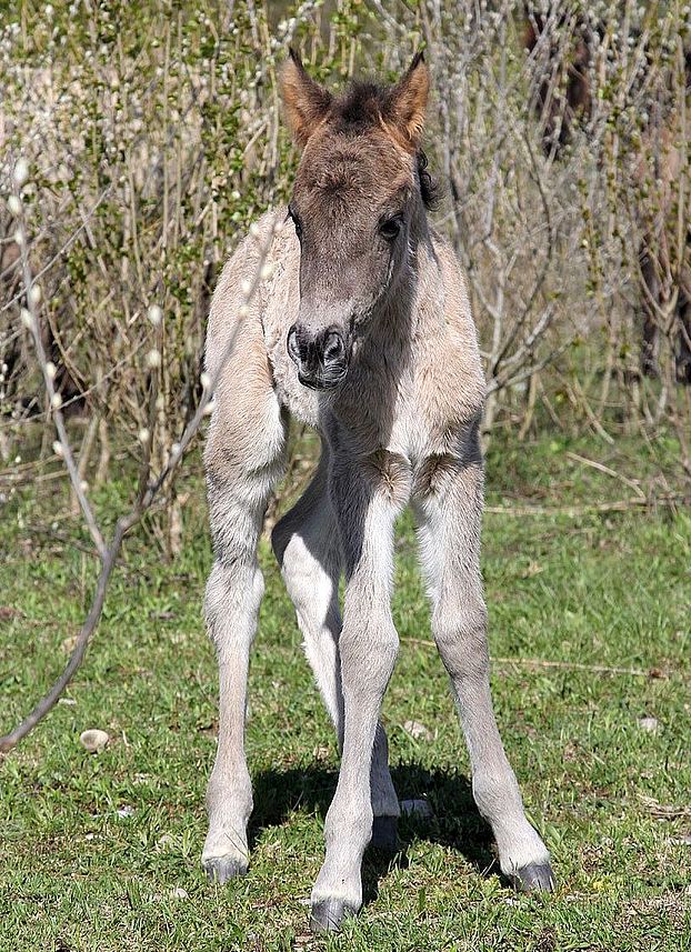 Konik foal in the Petite Camargue Alsacienne