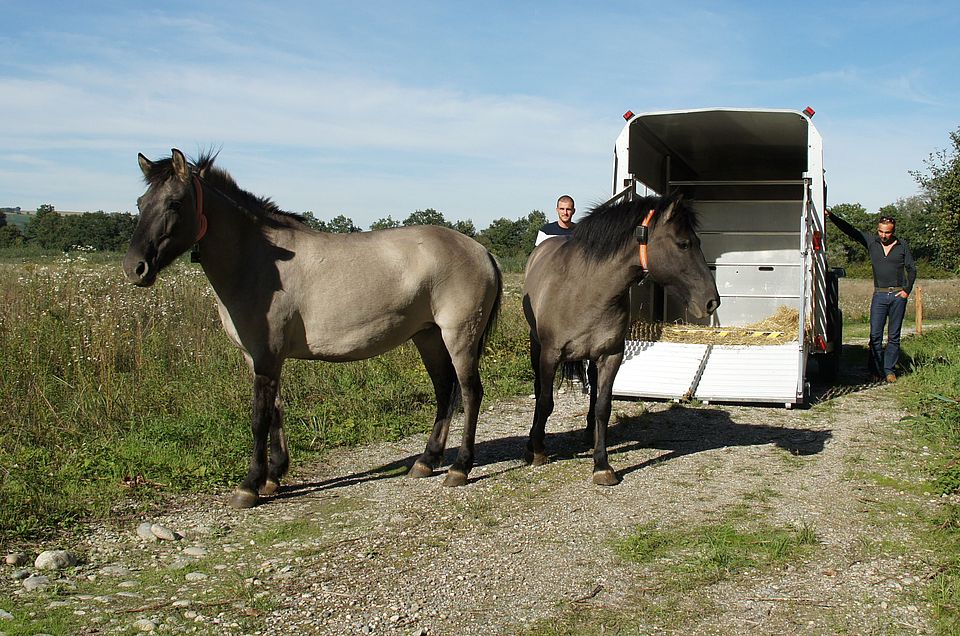 Konik horses Petite Camargue Alsacienne