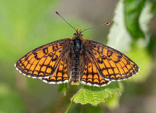 Melitaea parthenoides credit Tobias Roth