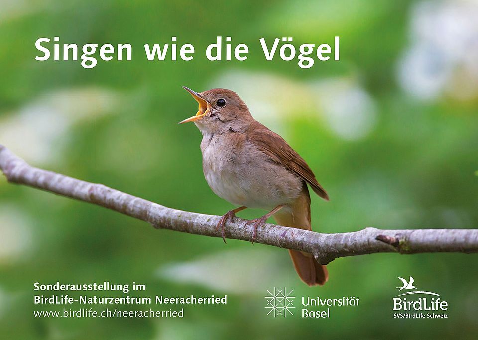 Singen wie die Vögel